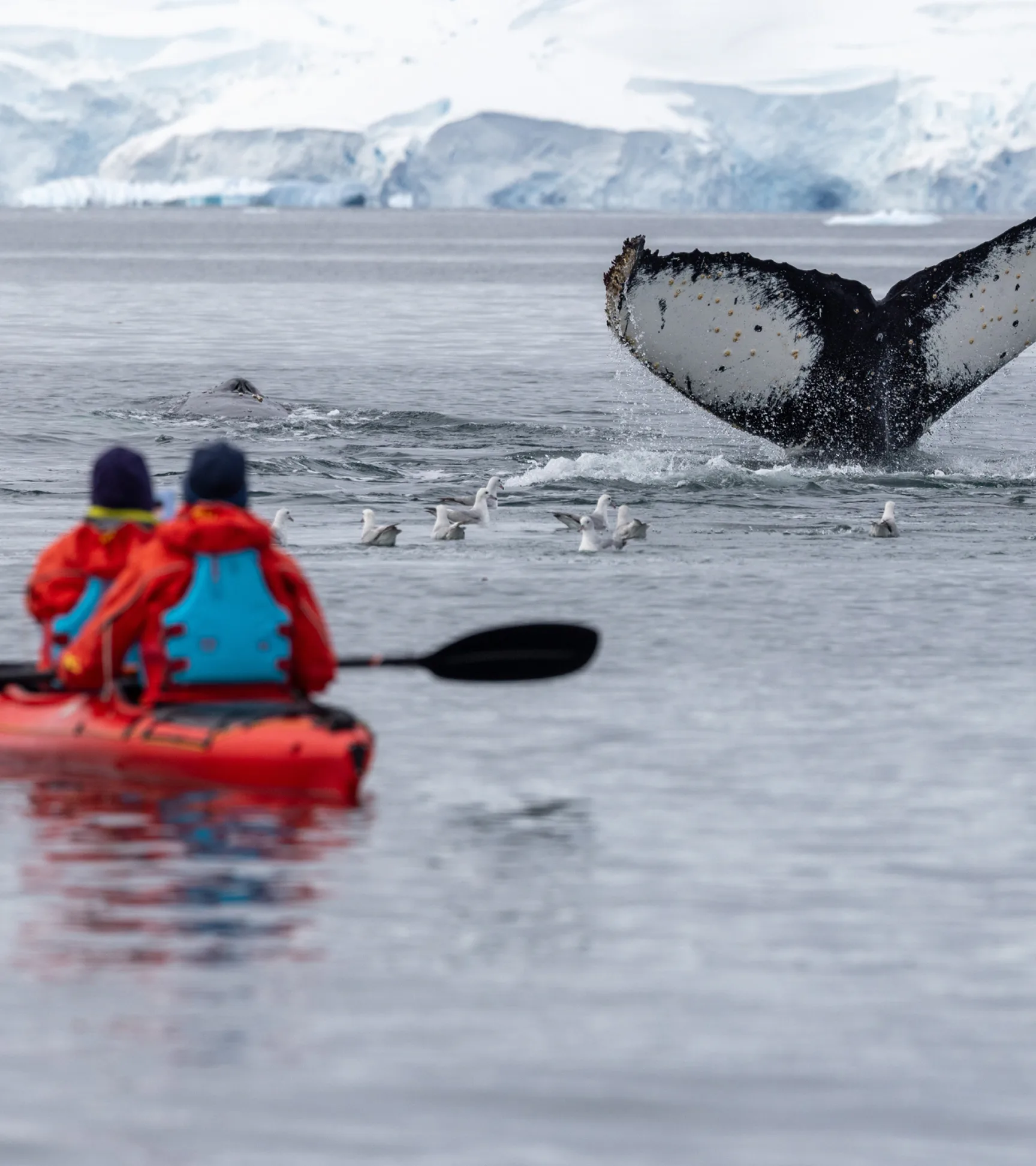 Two guests kayaking as a humpback whale lifts its tail nearby