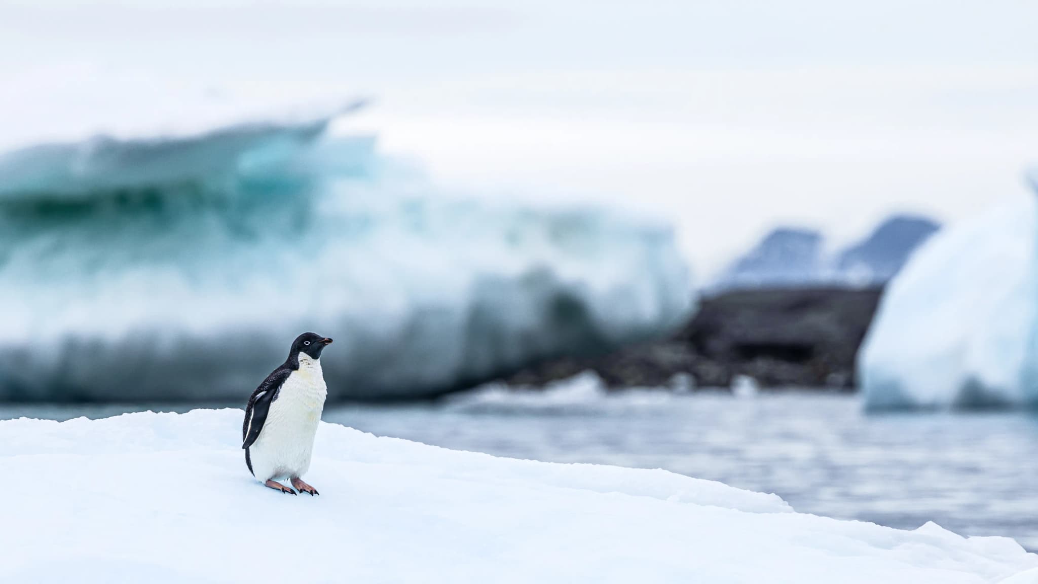 Adélie penguin on the ice with an expedition ship behind
