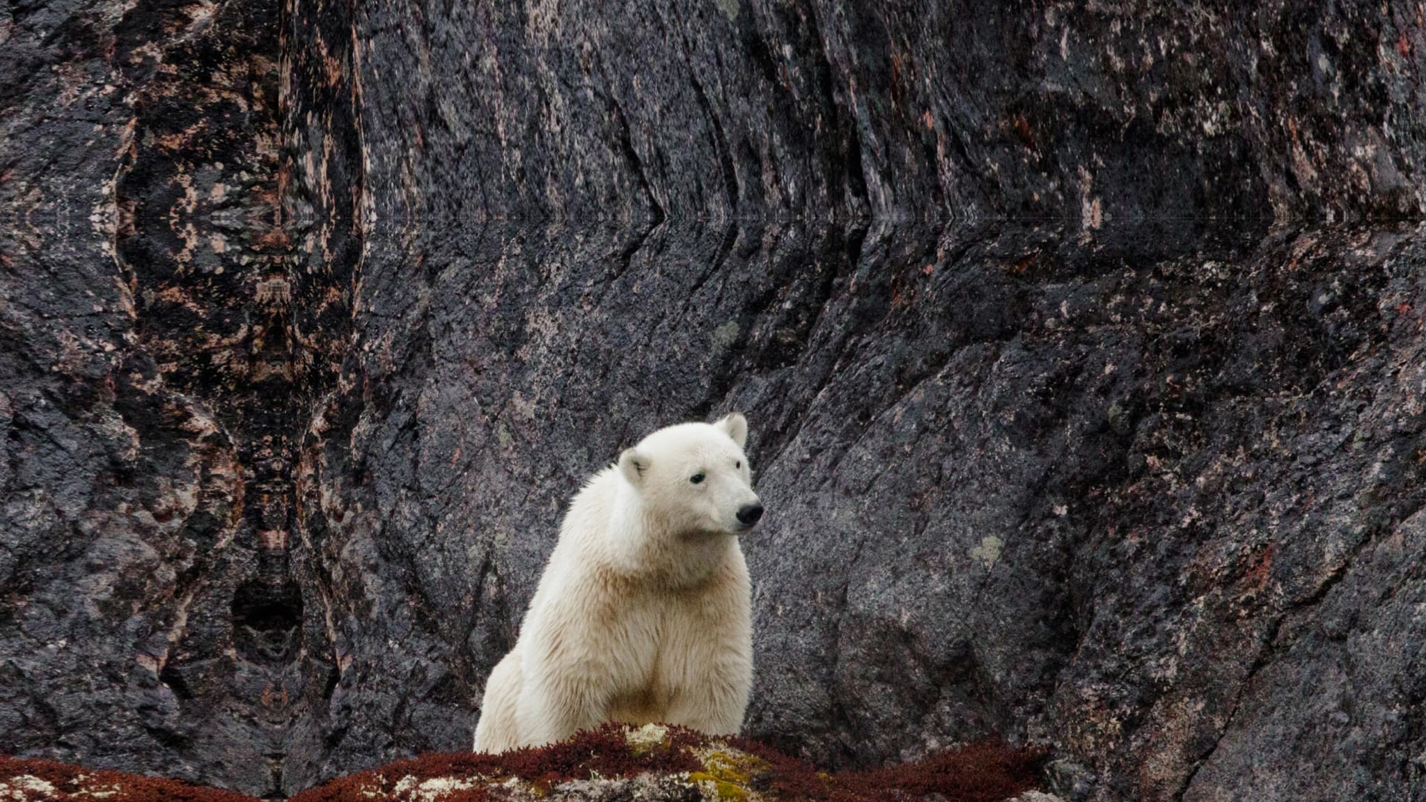 Polar bear on a rocky Arctic shoreline