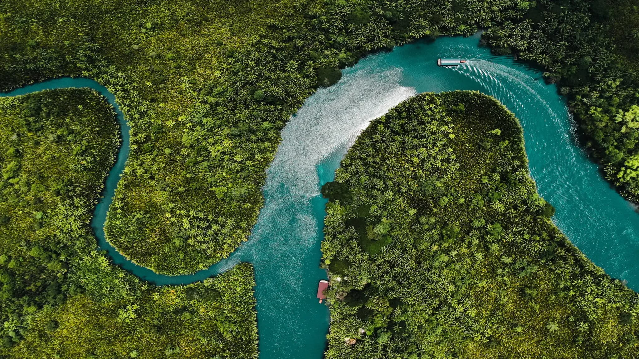 Turquoise river winding through dense tropical rainforest